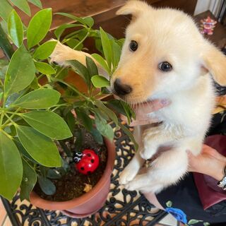 淡いクリーム色の仔犬「金」ちゃん♀💓 - 鞍手郡