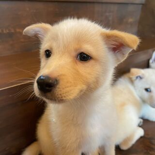 お耳がぴょこぴょこ仔犬の「銀」ちゃん♂💛