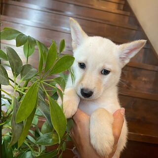 びくびく？少し怖がりさんな仔犬「銅」ちゃん♂💛