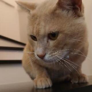 茶トラの成猫ちゃん