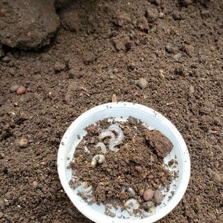 国産カブトムシ幼虫10匹ワイルド
