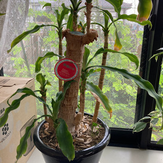 観葉植物　幸福の木