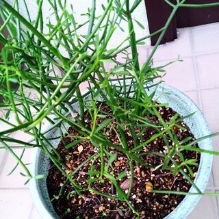 大鉢★ミルクブッシュ　多肉鉢　ミドリサンゴの画像