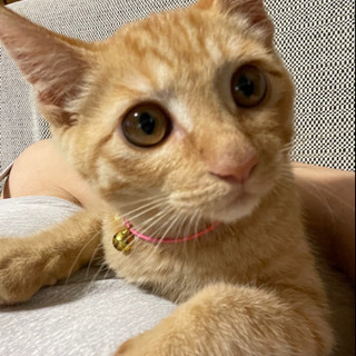 ３ヶ月ぐらいのゴロゴロ茶トラ君　2匹飼い希望です