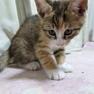 里親さんが見つかりました