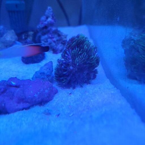 お引き取り完了しました(*^^*)スターポリプ、ブルーディスク、海水