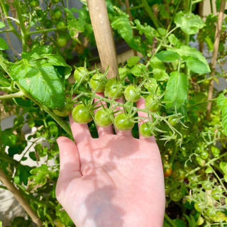 初心者限定！！English pizza lesson 🍕の画像