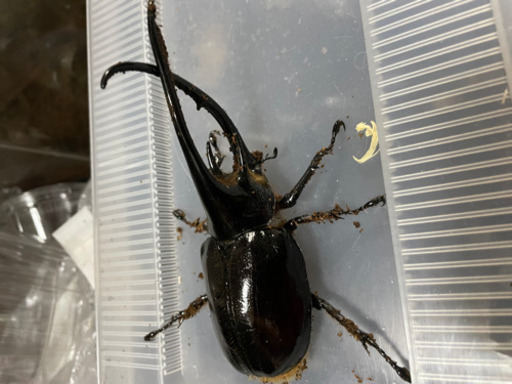 ネプチューンオオカブト♂単品