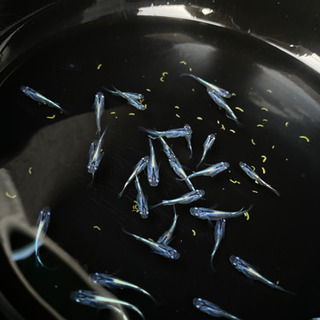 メダカ　黒幹之　幼魚〜若魚　画像の全ての画像