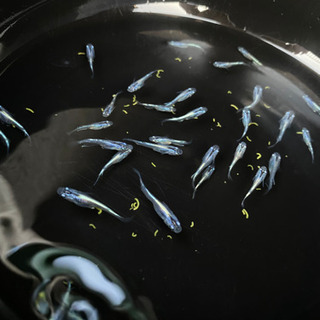 メダカ　黒幹之　幼魚〜若魚　画像の全ての画像