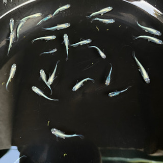 メダカ　極龍　幼魚〜若魚　画像の全ての画像