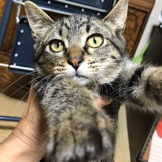 💛キジトラ💛生後4ヶ月★抱っこ大好き★人懐こい女の子
