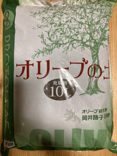 オリーブの木　4鉢セット　配送検討あり