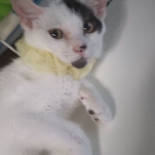 家族になって！フレンチブルに似てません？