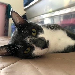 仔猫のにーにーグレちゃん❣️