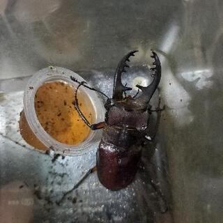 カブトムシとりにいきませんか？ - その他