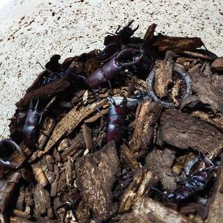 野外採集ノコギリクワガタの画像