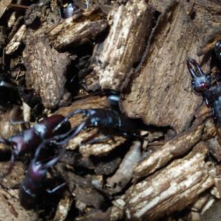 野外採集ノコギリクワガタ