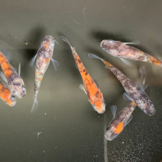 🐟ぴろきのめだか小屋🐟8月のお知らせ