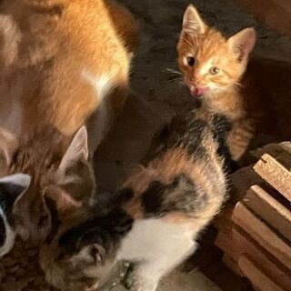急募❗子猫の里親探してます❗【受付一次中止いたします。】