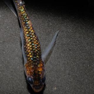 忘却の翼　めだか若魚２０匹セット　メダカ