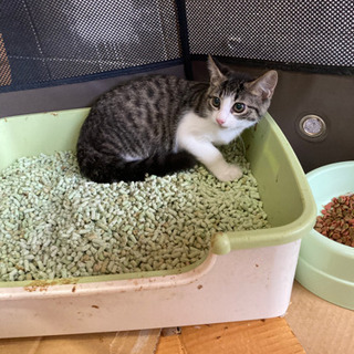 子猫3ヶ月トライアル決定