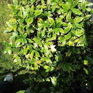 沈丁花 今抜きました！の画像