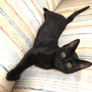 人懐っこい黒猫ちゃん雄の里親さんを募集します。