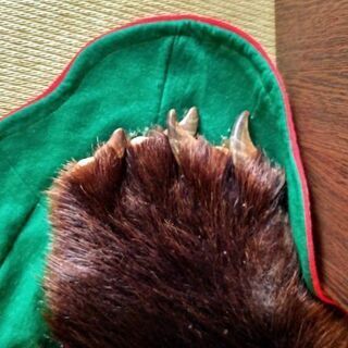 羆(ヒグマ)敷物(毛皮)の画像