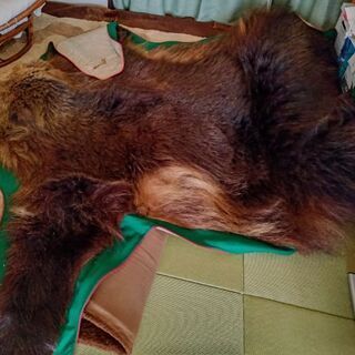 羆(ヒグマ)敷物(毛皮)の画像