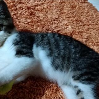 子猫(オス3ヵ月位)保護ネコです!