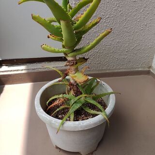 アロエの鉢植