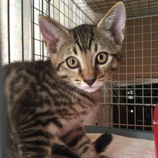 【里親様決定★】イケメン顔のキジトラ｢レオ｣くん♂生後5〜6ヶ月半ほど