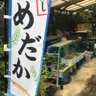 活き餌 育成♪ 青幹之メダカ  5匹 稚魚も販売中の画像