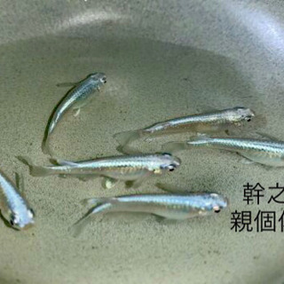 活き餌 育成♪ 青幹之メダカ  5匹 稚魚も販売中の画像