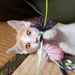 【里親様決定★】まるでおんなのこ！？｢ポッキー｣くん♂生後2ヶ月半ほど