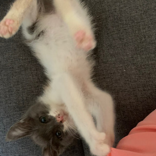甘えん坊な三毛猫ちゃん(メス)里親様募集中