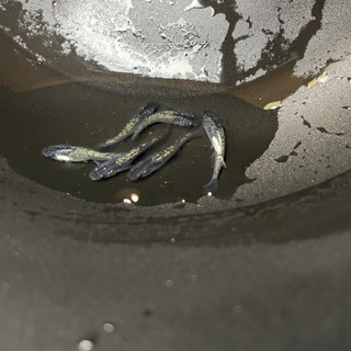 黒ラメ　若魚　メダカ　めだか