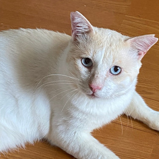 【里親さま決まりました！】オトナになっても甘えん坊さん♡シャムミ...