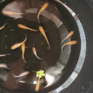 メダカ あけぼの紅白 稚魚