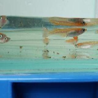 メダカ あけぼの紅白 稚魚の画像