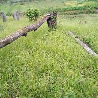 【薪】広葉樹の丸太・枝葉を好きなだけどうぞの画像