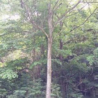 【薪】広葉樹の丸太・枝葉を好きなだけどうぞ