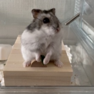 【オシャレな飼育環境ごと】ジャンガリアンハムスター0才女の子