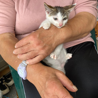 保護猫3