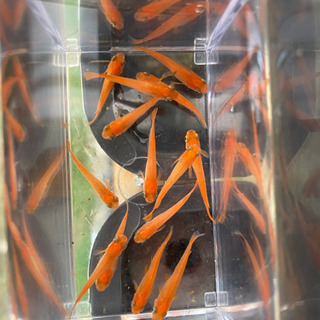 楊貴妃メダカ　めだか　若魚3ペア+1+ホテイソウ2株+稚魚ミック...