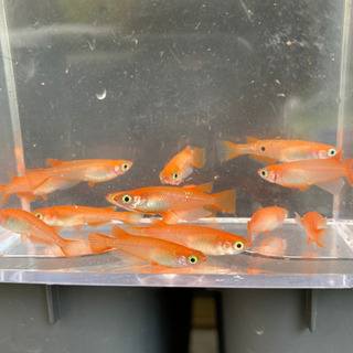 楊貴妃メダカ　めだか　若魚3ペア+1+ホテイソウ2株+稚魚ミックス8匹　1500円の画像