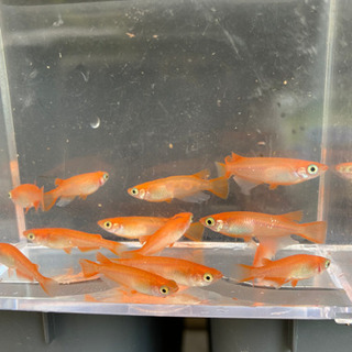 楊貴妃メダカ　めだか　若魚3ペア+1+ホテイソウ2株+稚魚ミックス8匹　1500円の画像