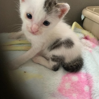 交渉中により一旦ストップします。小顔で可愛い白キジトラの子猫ちゃん！
