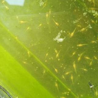 メダカ（楊貴妃）の画像